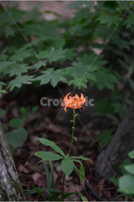 말나리,야생화,식물,자연,꽃,생태,힐링,플라워,wildflower,flower,plants,nature,season,감성,느낌,emotion,feeling,여름,여러해살이풀,산형과,백합과,백합속,주황색,식물,자연,plants,nature,꽃,flower