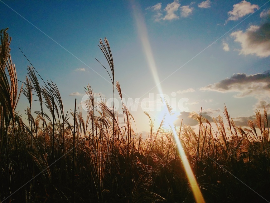 노을,벼,가을,하늘,구름,가을,계절,fall,autumn,season,자연,풍경,nature,landscape,grass,잔디,plant,식물,flare,플레어,light,빛,lawn