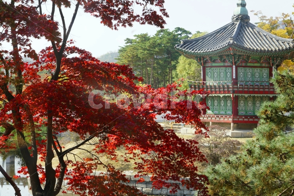 가을,단풍,향원정,경복궁,sony,tree,나무,plant,식물
