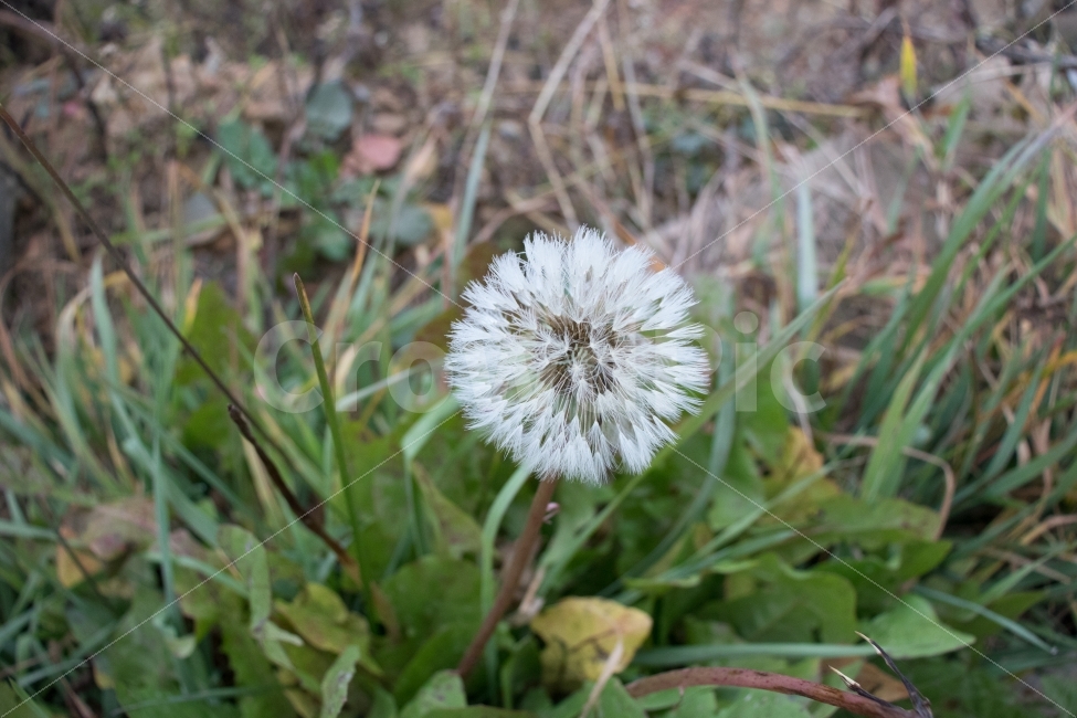 민들레,씨앗,풀,자연,야생화,식물,자연,plants,nature,꽃,flower