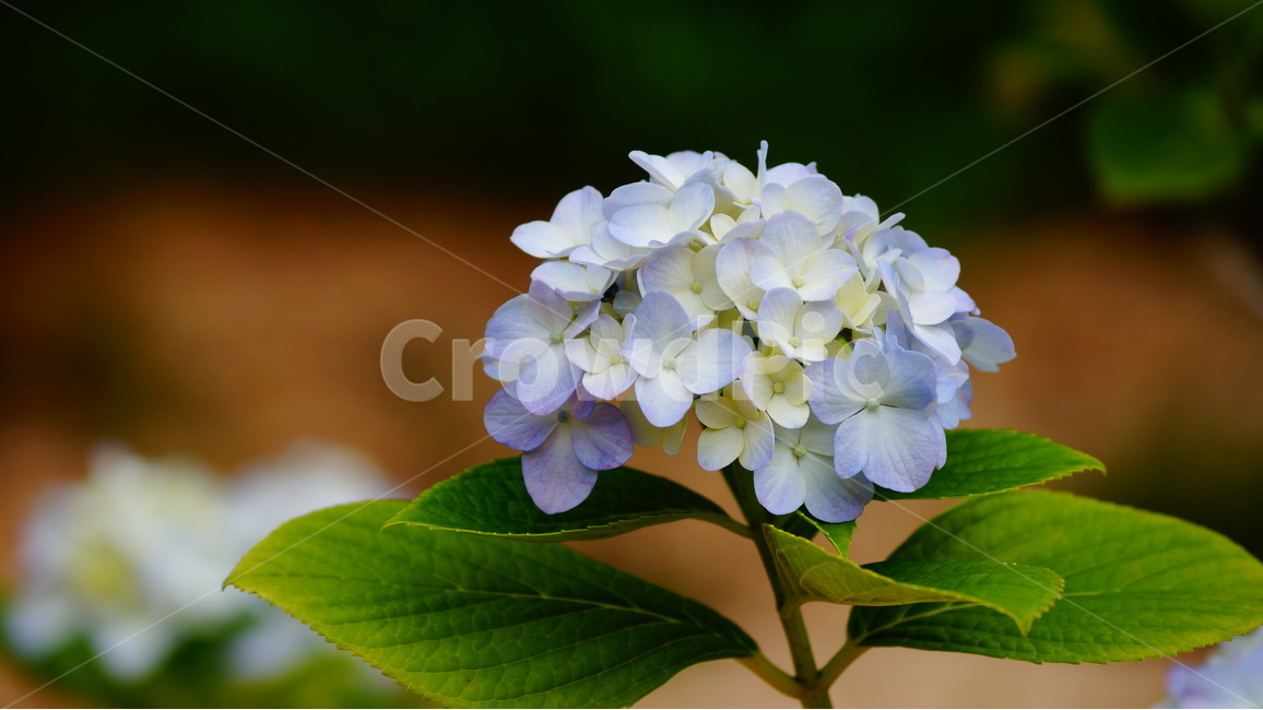 수국,꽃,꽃사진,식물,수국꽃,식물,자연,plants,nature,꽃,flower