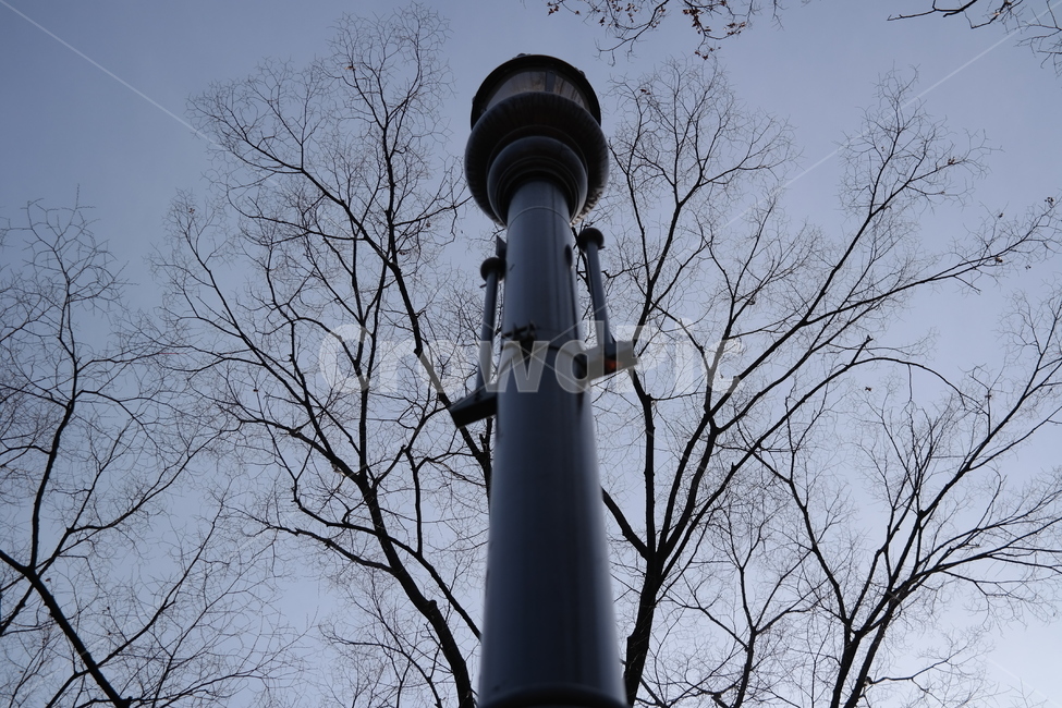 전봇대,하늘,하늘색,파란색,파랑,나무,전등,겨울,계절,winter,season,식물,자연,plants,nature,나무,trees,wood