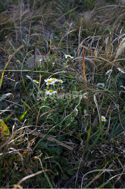 flower,plant,들꽃,꽃,식물