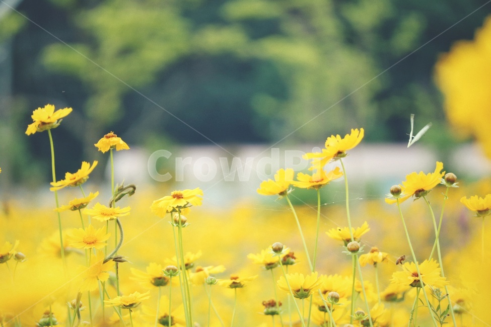 금계국,꽃,봄,spring,flower,식물,plants,식물,자연,plants,nature,꽃,flower,감성,sensible,feeling