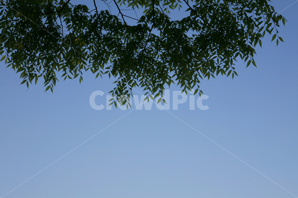 파란하늘,나뭇잎,감성사진,자연,배경,leaf,잎,나무,tree,식물,plant,nature,초록잎,초록색,파란색,sky,blue