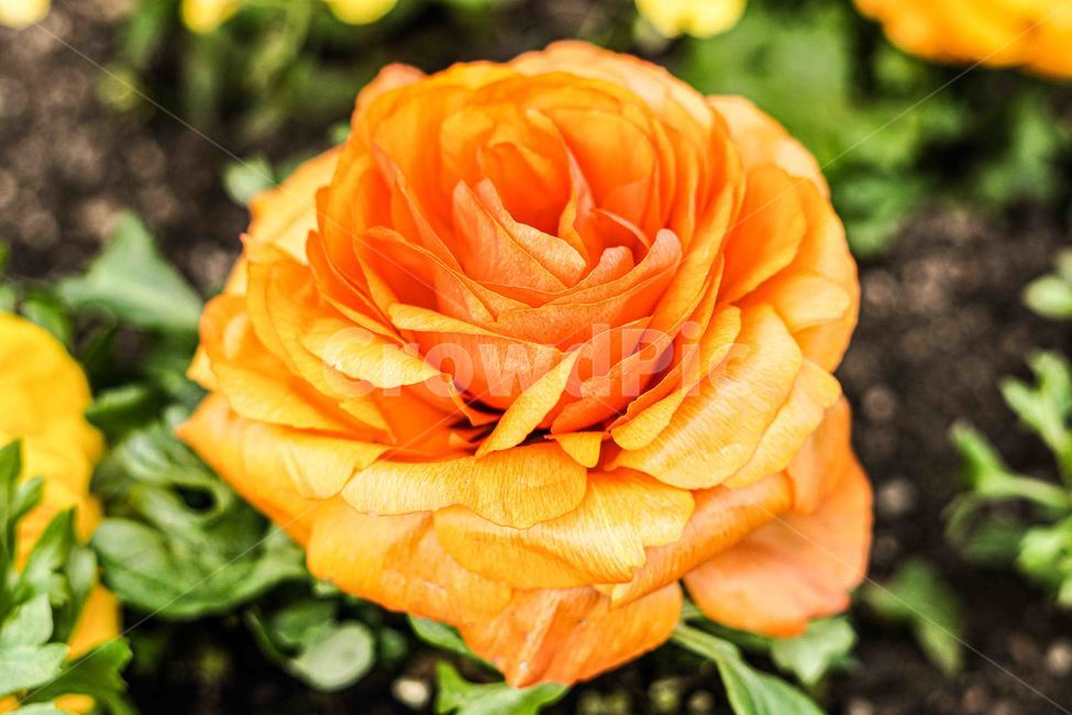 flower,blossom,꽃,rose,장미,식물,plant,식물,자연,plants,nature,꽃,flower