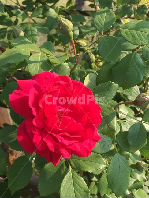 plant,식물,blossom,rose,장미,꽃,flower