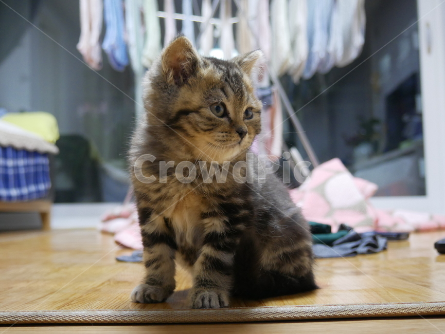 고양이,아기고양이,반려동물,애완동물,animal,cat,pet,동물,animal,포유류,mammal,고양이,cat,kitten,kitty