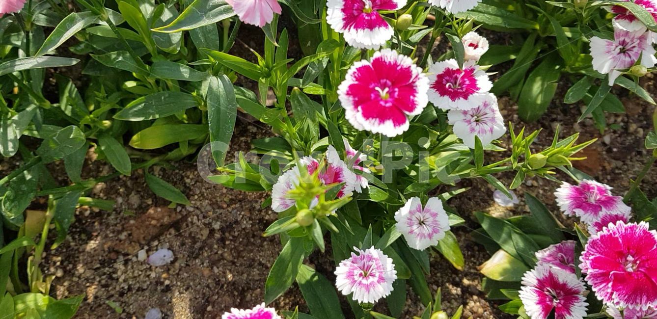 봄,blossom,flower,식물,plant,꽃,nature,자연,제라늄,geranium