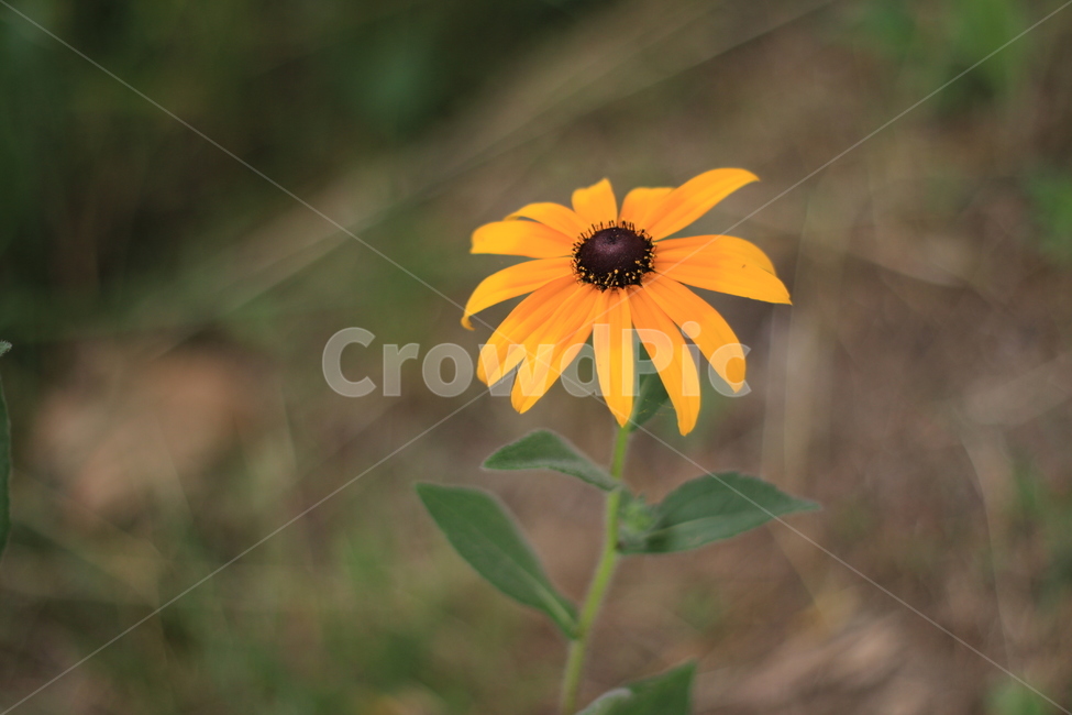 국화,꽃,식물,꽃밭,삼락공원,식물,자연,plants,nature,꽃,flower