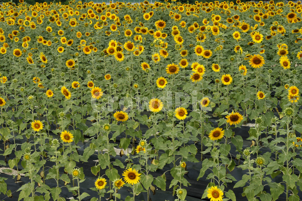 해바라기,꽃,여름,풍경,군락지,여름,계절,summer,season,가을,fall,autumn,식물,자연,plants,nature,꽃,flower,plant,blossom,sunflower
