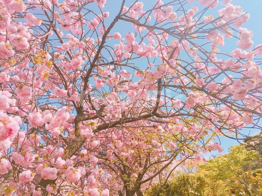 겹벚꽃,벚꽃,벚꽃놀이,파란하늘,하늘벚꽃