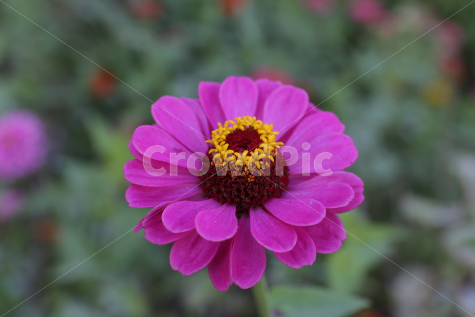 plant,식물,flower,꽃,백일홍,식물,자연,plants,nature,꽃,flower