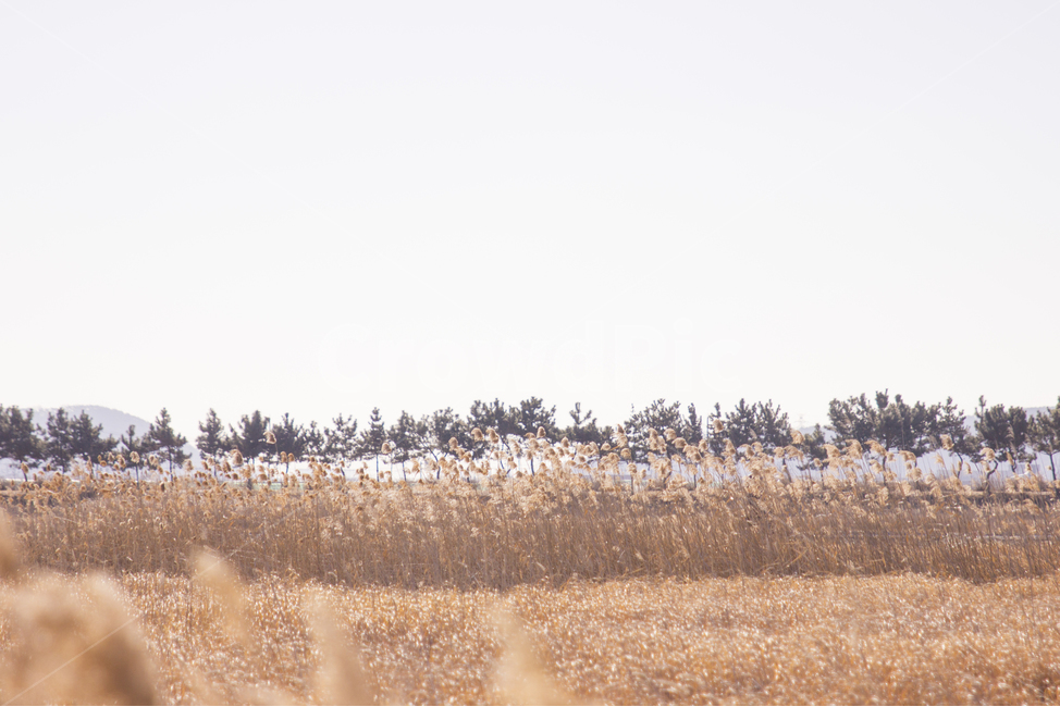 겨울,갈대,가을,고요,적막,풍경사진,풍경,브라운,감성,겨울,계절,winter,season,자연,풍경,nature,landscape