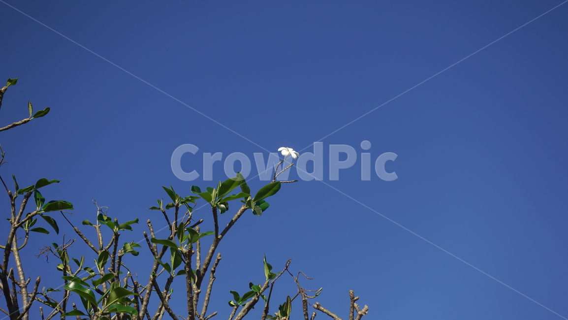nature,자연,꽃,blossom,flower,하늘,blue,white,green,꽃송이,꽃봉오리,프란지파니,frangipani