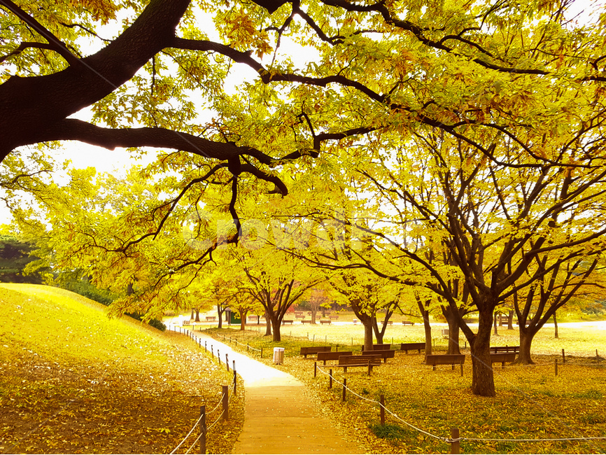 올림픽공원,가을,나무,노랑,길,가을,계절,fall,autumn,season,자연,풍경,nature,landscape,식물,plants,나무,trees,wood,path,통로,tree,plant