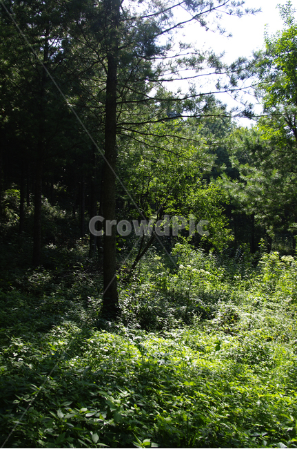 나무,식물,자연,숲,plant,초목,tree,자연,풍경,nature,landscape