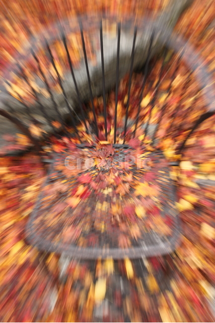 가을,단풍,의자,쓸쓸함,외로움,가을,계절,fall,autumn,season
