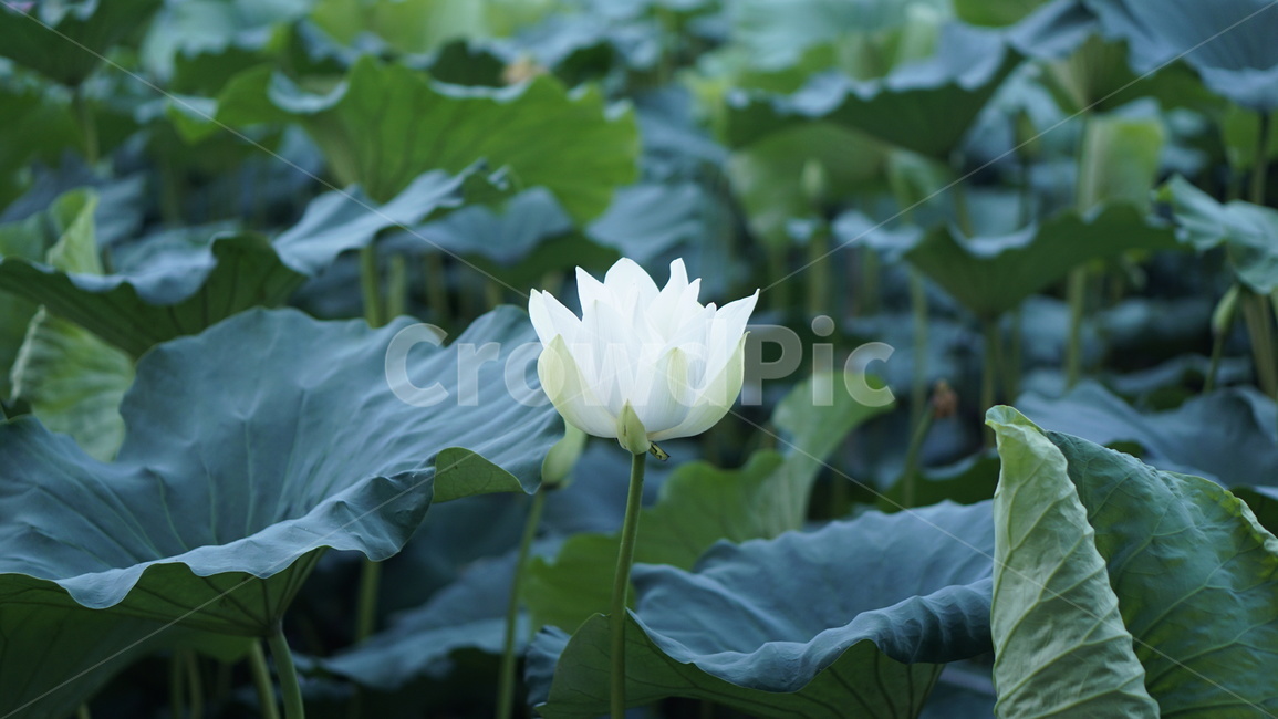 연꽃,싱그럼움,여름,초록,하양꽃,식물,자연,plants,nature,꽃,flower