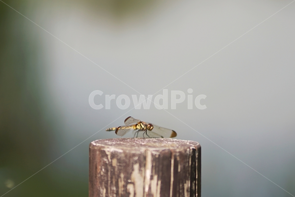 잠자리,나무,휴식,아웃포커싱,준비,동물,animal,곤충,벌레,insect,bug
