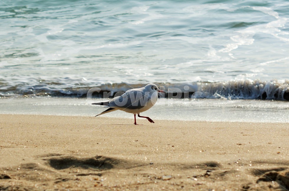 갈매기,바다새,바닷가,모래사장,파도,새다리,한걸음,해변,바다,beach,sea,동물,animal,조류,새,birds