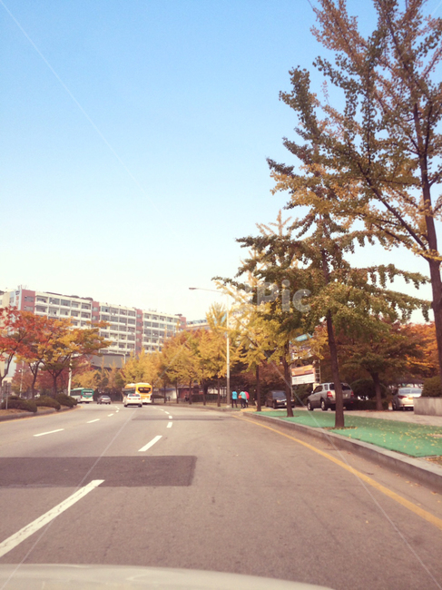 감성,가을,fall,sky,emotion,sensible,road,도로,asphalt,아스팔트