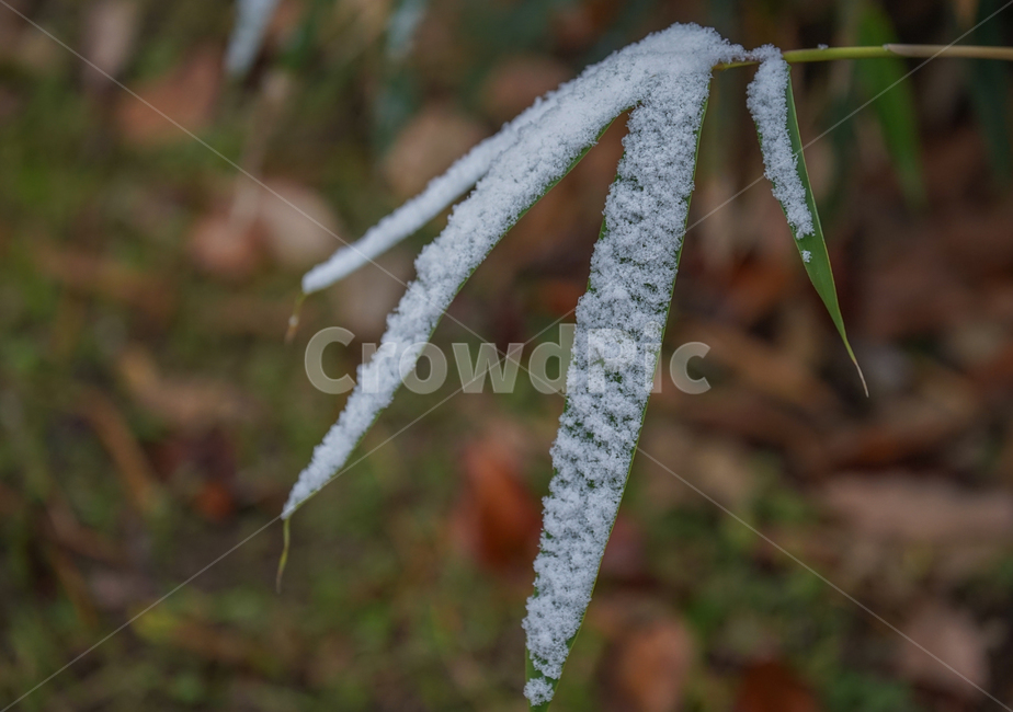 겨울,첫눈,눈,나뭇잎,잎,잎새,감성,계절,겨울,계절,winter,season