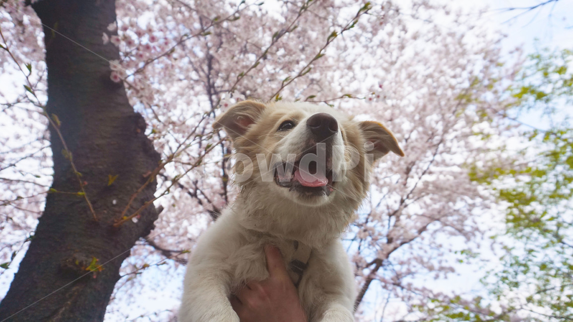 꽃개,벚꽃,꽃,봄,강아지,보더콜리,개,동물,animal,포유류,mammal,개,강아지,dog,doggy