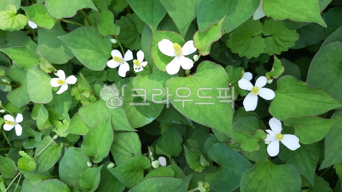 잎,leaf,꽃,꽃잎,삼백초