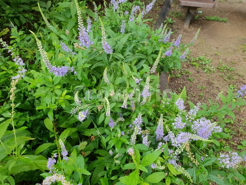 숲,꽃,산책,쉼,힐링,햇살,편안함,바이올렛,보라,식물,자연,plants,nature,꽃,flower