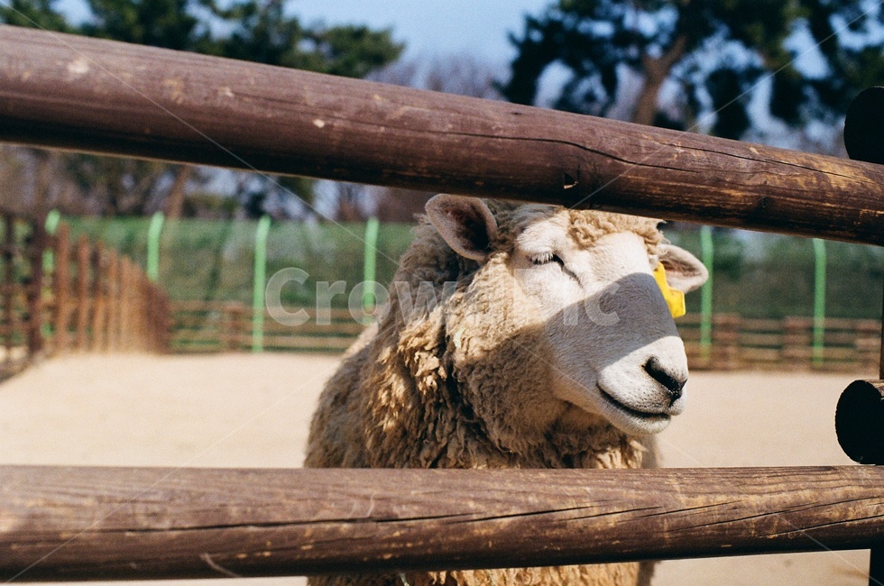양,동물원,sheep,zoo,농장,목장,하얀양,동물,귀여운동물,animal,동물,animal,포유류,mammal,목축업,목장,livestock farming,ranching,pasture