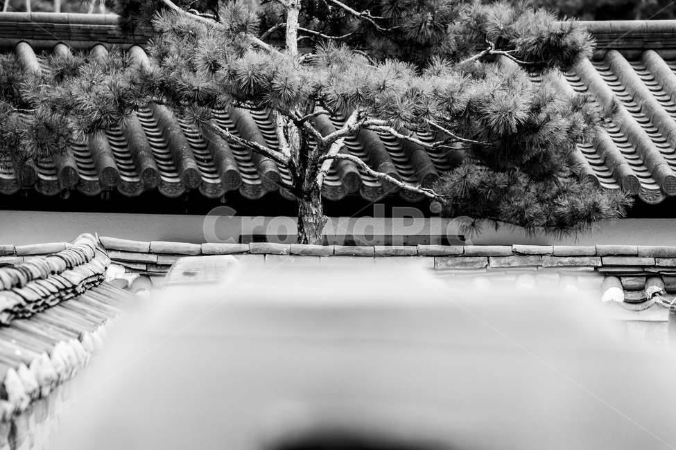 독,문화유산,장독대,전통문화,기와,한국전통,한국문화,korean traditional,korean culture,식물,자연,plants,nature,나무,trees,wood,흑백,모노톤,monochrome,black and white