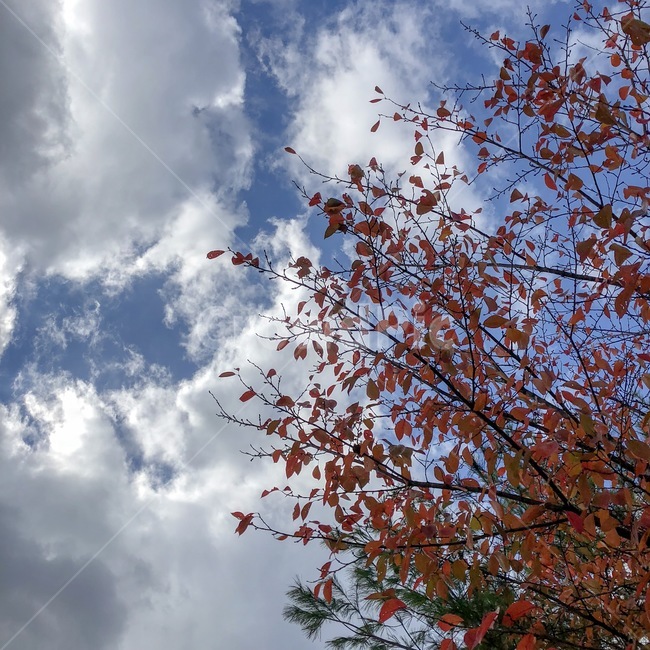 가을,하늘,red,fall,가을하늘,가을,계절,fall,autumn,season,자연,풍경,nature,landscape,outdoors,옥외