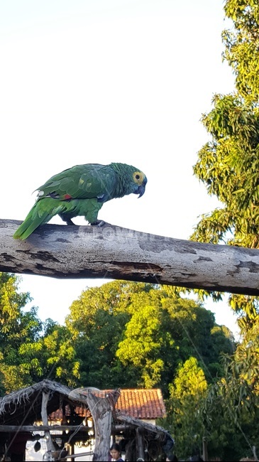 브라질,새,앵무새,동물,bird