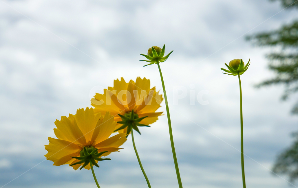 꽃,야생화,식물,노랑꽃,봉우리,자연,식물,자연,plants,nature,꽃,flower