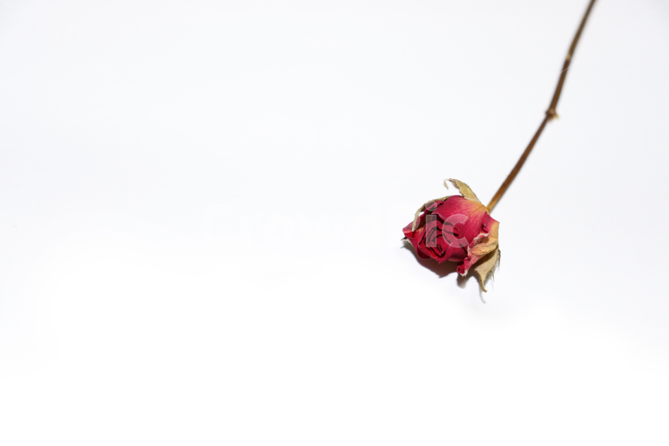천일홍,장미,미니장미,꽃,드라이플라워,말린꽃,식물,자연,plants,nature,꽃,flower