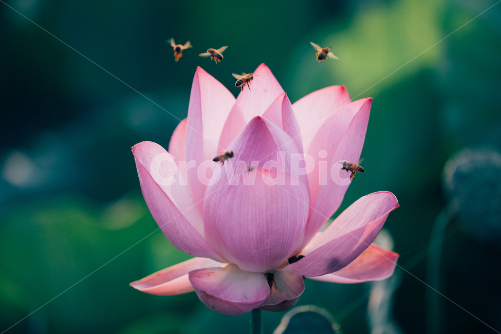 연꽃,연,벌,수련,꽃,식물,자연,plants,nature,꽃,flower,동물,animal,곤충,벌레,insect,bug