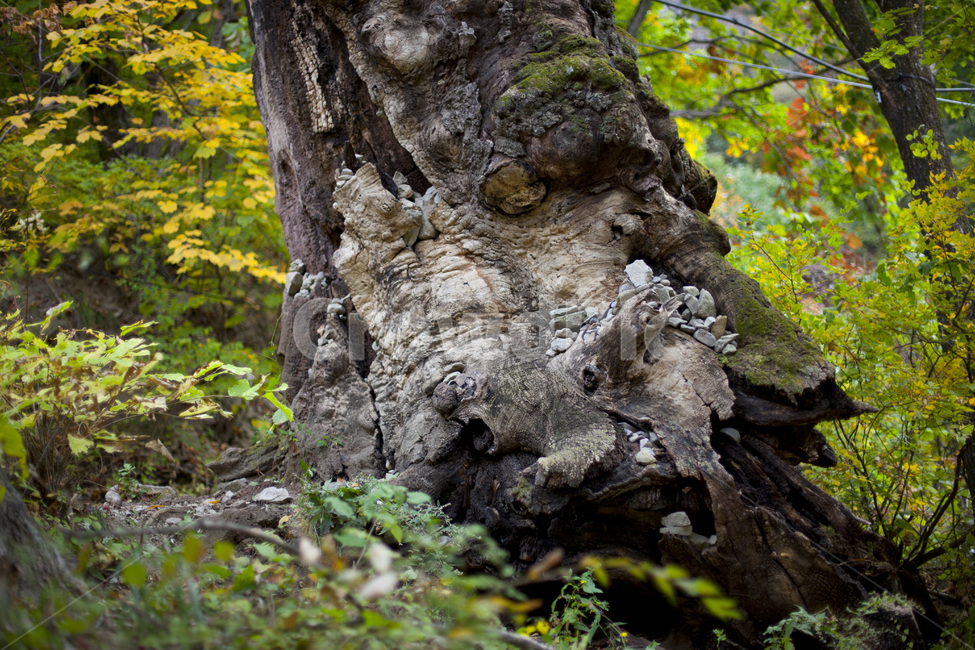 고목,나무,숲,나무둥치,숲속,가을,계절,fall,autumn,season,tree,tree trunk,나무 줄기,plant,식물