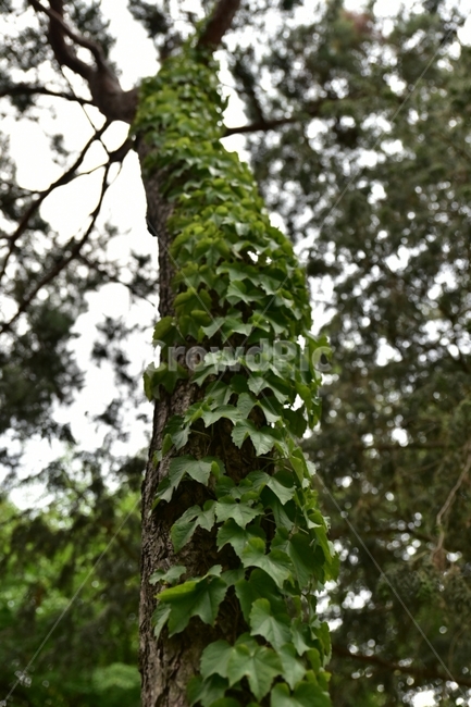 나무,자연,나뭇잎,여름,넝쿨,식물,자연,plants,nature,나무,trees,wood