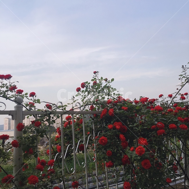 장미,울타리,넝쿨,꽃,풍경,배경