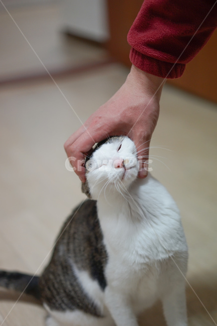 고양이,야옹이,코리안숏헤어,반려묘,미묘,애완동물,교감,교류,집사,스킨쉽,동물,animal,포유류,mammal,고양이,cat,kitten,kitty