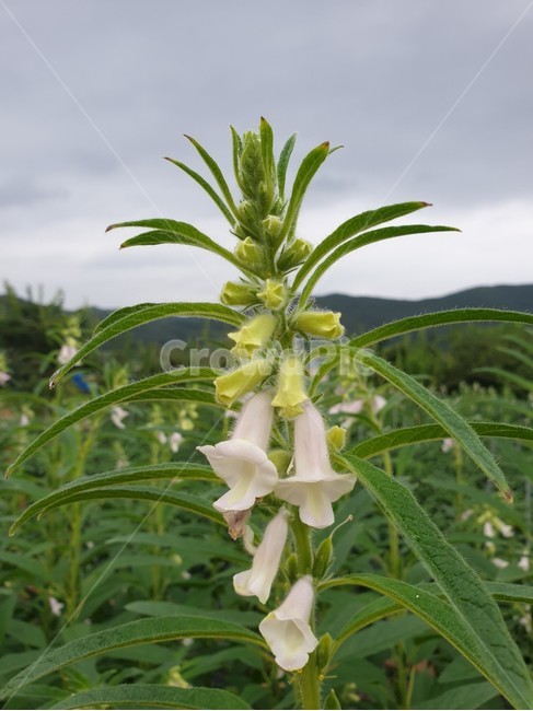 자연,식물,꽃,nature,plant,flower,blossom,초롱꽃,여름꽃,하얀색꽃,하얀색,꽃송이,분위기,식물,자연,plants,nature,꽃,flower