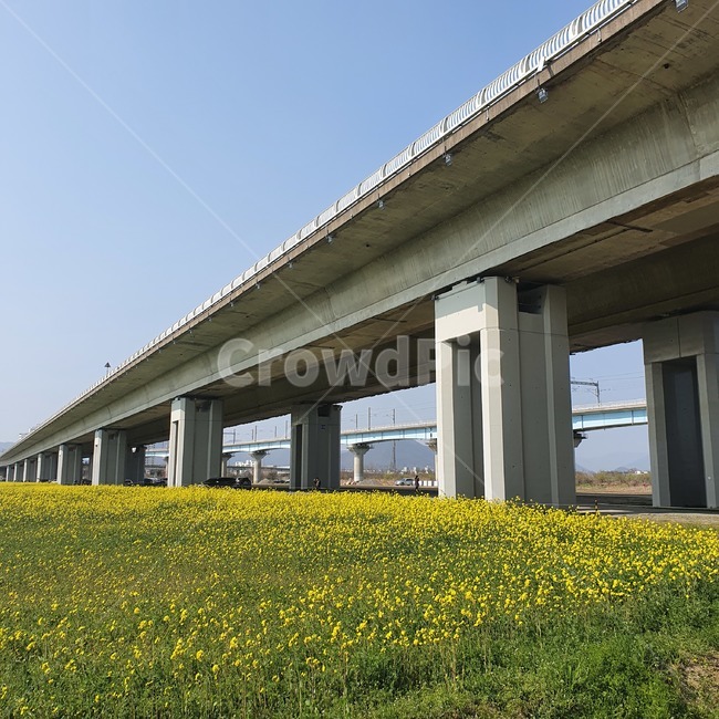 자연,nature,grassland,목초지,field,들,outdoors,옥외,유채꽃,flower,하늘
