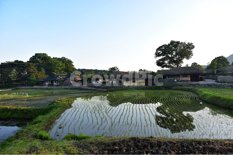 외암,민속,마을,풍경,힐링,논,햇살,landscape,시골,마을,풍경,landscape,country,rural,town,한국전통,한국문화,korean traditional,korean culture,산업,industry,industrial,농업,농사,agriculture,farming,farming industry