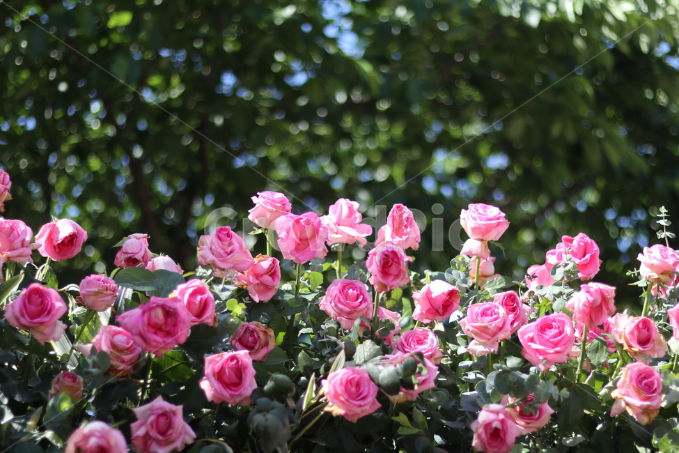 장미,꽃,풍경,핑크,5월,식물,자연,plants,nature,꽃,flower