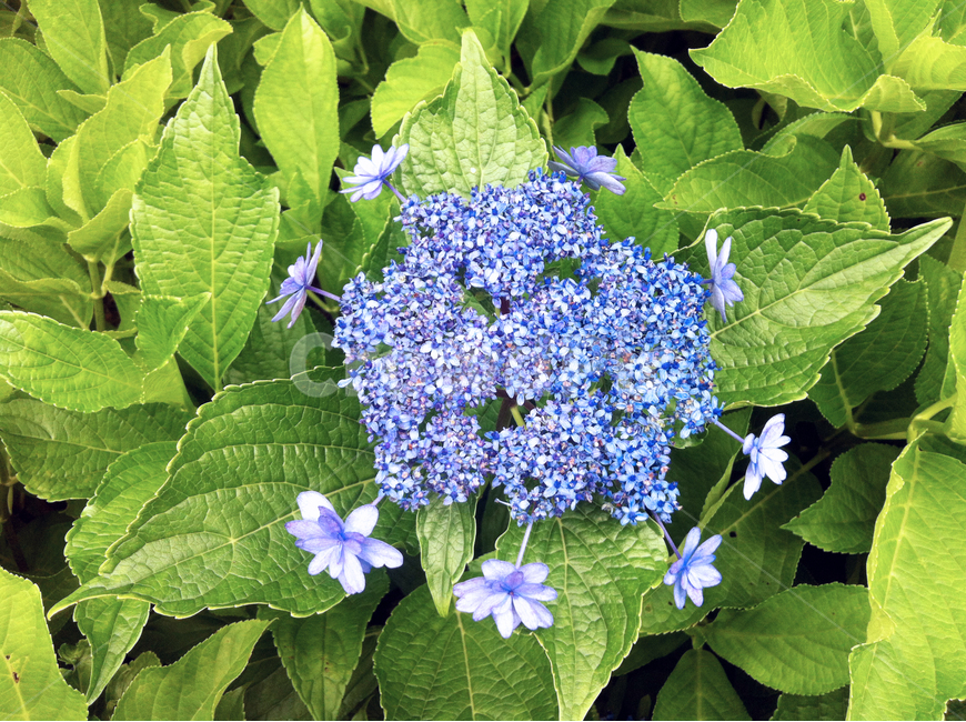 꽃,잎사귀,나무,꽃나무,leaf,flower,정원,garden,white,식물,자연,plants,nature,꽃,flower