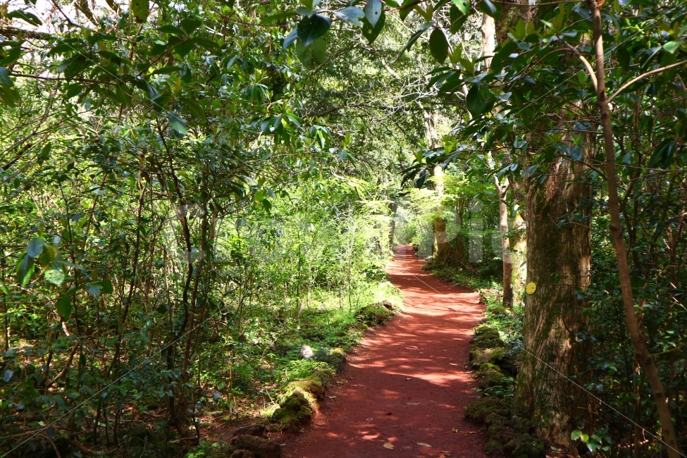 제주도,jeju,여행,travel,풍경,비자림,숲,나무,빛,산책,여유,제주,자연,풍경,nature,landscape,path,통로