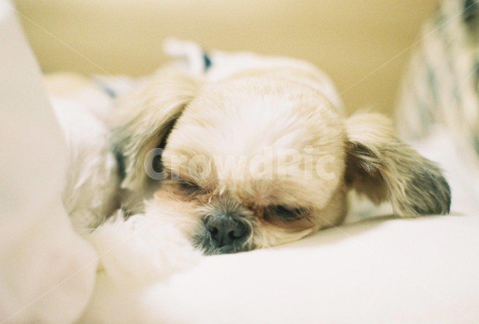 강아지,시츄,반려동물,낮잠,개,동물,animal,포유류,mammal,개,강아지,dog,doggy