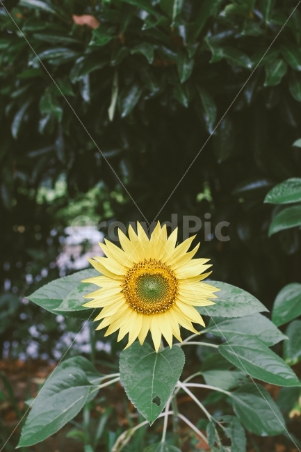 꽃,해바라기,여름,노란색,식물,자연,풍경,감성사진,여름,계절,summer,season,식물,자연,plants,nature,꽃,flower,감성,sensible,feeling,plant,blossom