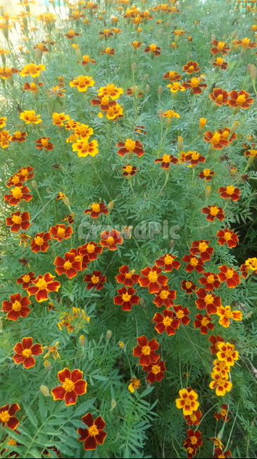금잔화,메리골드,하국,도경,황숙화,관상용,장춘화,식물,자연,plants,nature,꽃,flower
